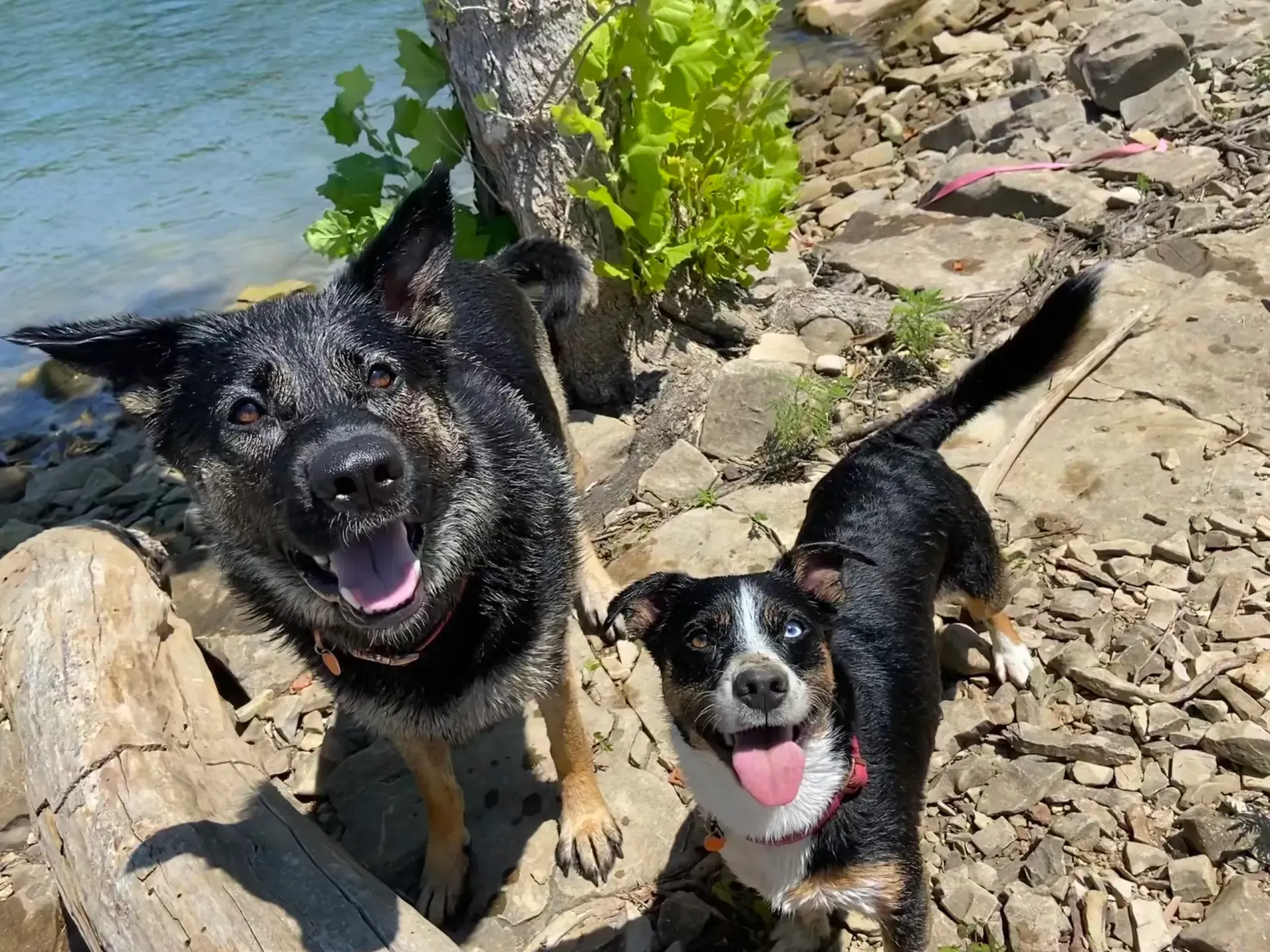 Pet Friendly Lodging Guide for Branson