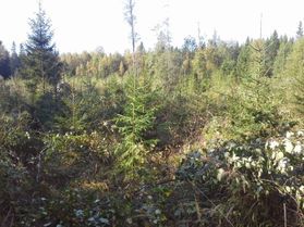 metsapalveluvastamaa