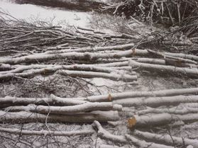 metsapalveluvastamaa