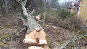 metsapalveluvastamaa