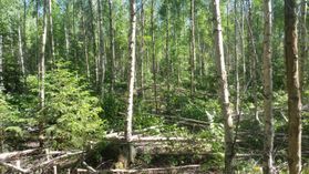 metsapalveluvastamaa