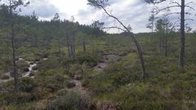 metsapalveluvastamaa