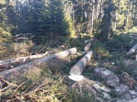 metsapalveluvastamaa