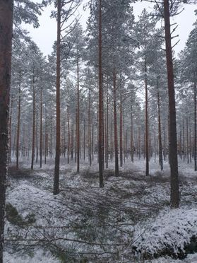 metsapalveluvastamaa