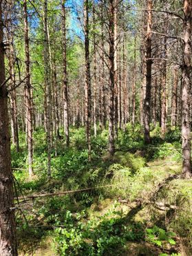 metsapalveluvastamaa