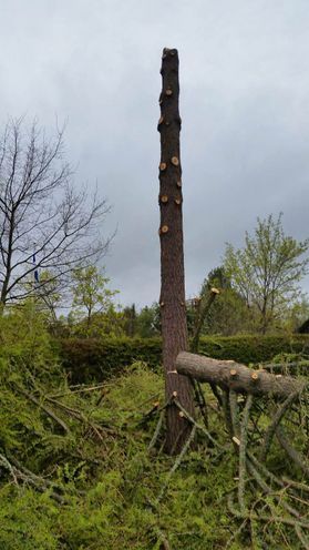 metsapalveluvastamaa