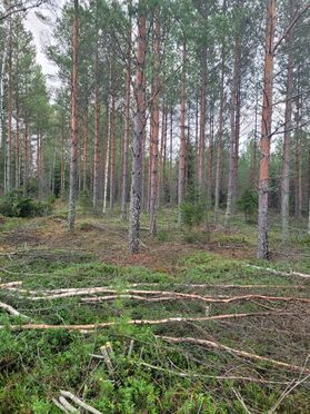 metsapalveluvastamaa