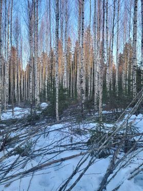 metsapalveluvastamaa