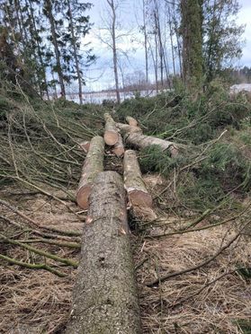 metsapalveluvastamaa