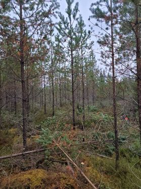 metsapalveluvastamaa