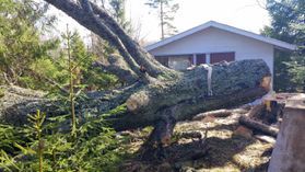 metsapalveluvastamaa