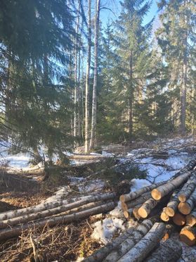 metsapalveluvastamaa