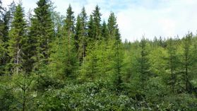 metsapalveluvastamaa