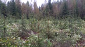 metsapalveluvastamaa