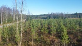 metsapalveluvastamaa