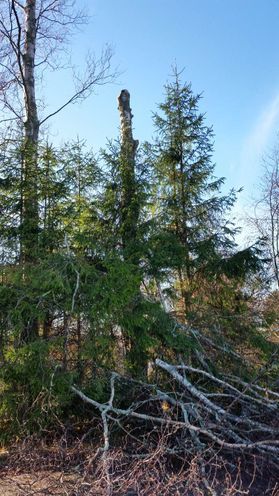 metsapalveluvastamaa