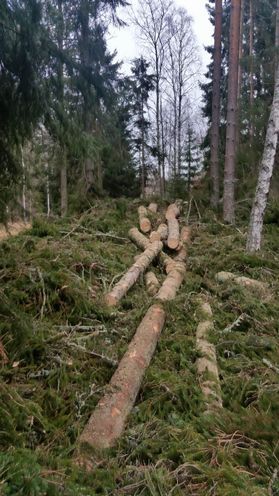 metsapalveluvastamaa