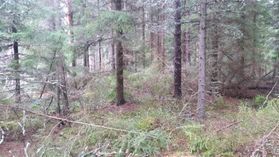 metsapalveluvastamaa