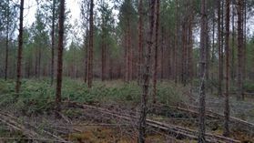 metsapalveluvastamaa