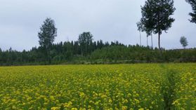 metsapalveluvastamaa