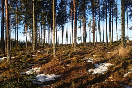 metsapalveluvastamaa