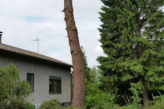 metsapalveluvastamaa