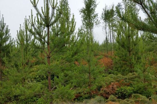 metsapalveluvastamaa