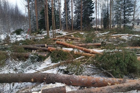 metsapalveluvastamaa