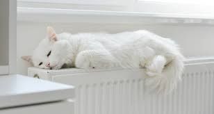 Gato blanco durmiendo sobre un radiador blanco cerca de una ventana.