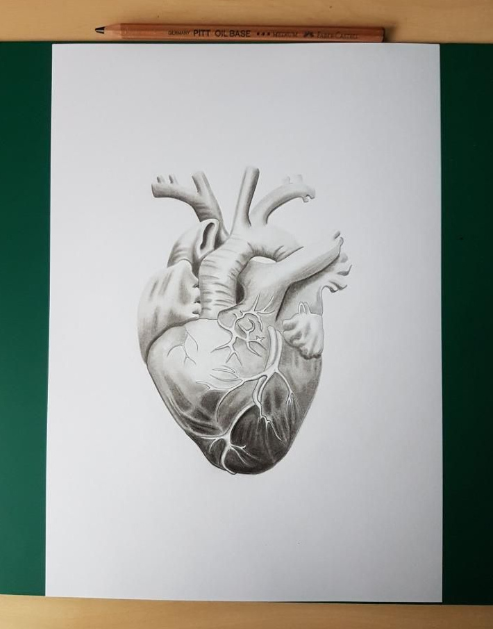 Illustration anatomique détaillée d'un cœur humain au crayon à papier.