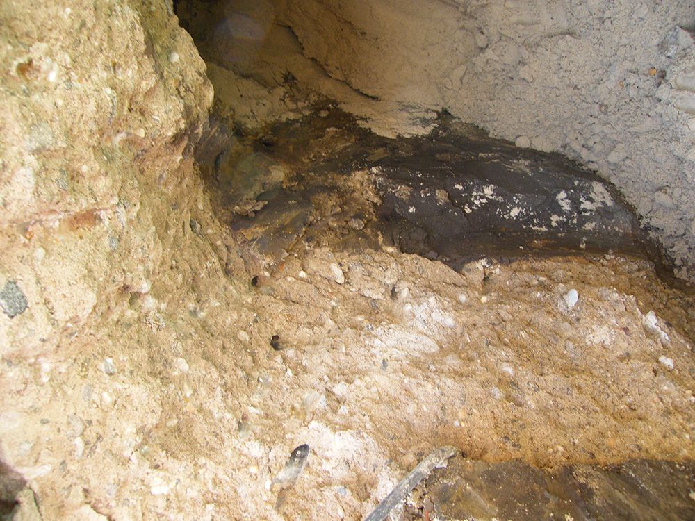 Eine Nahaufnahme eines Felsens mit ein paar Käfern darauf