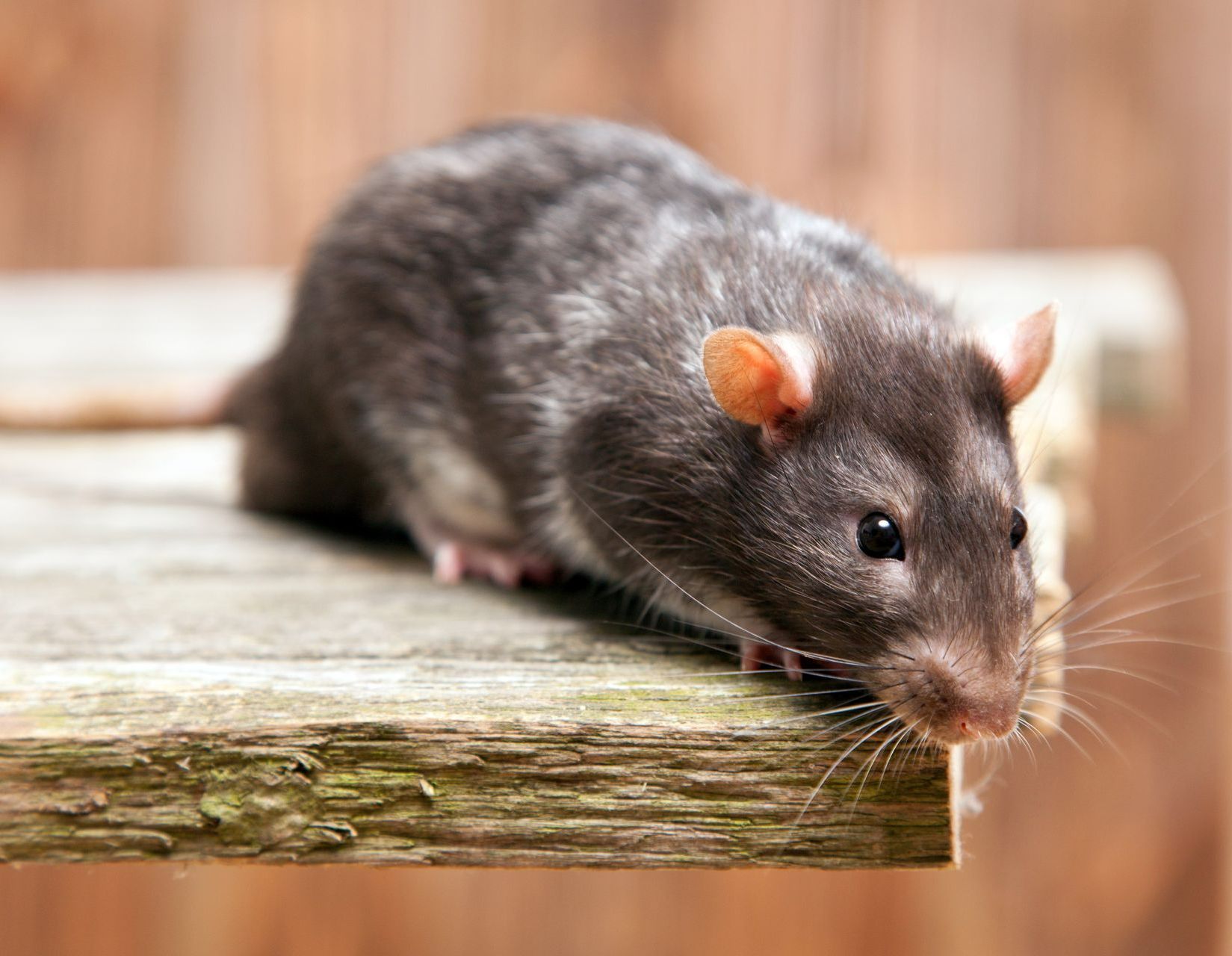 Service de dératisation