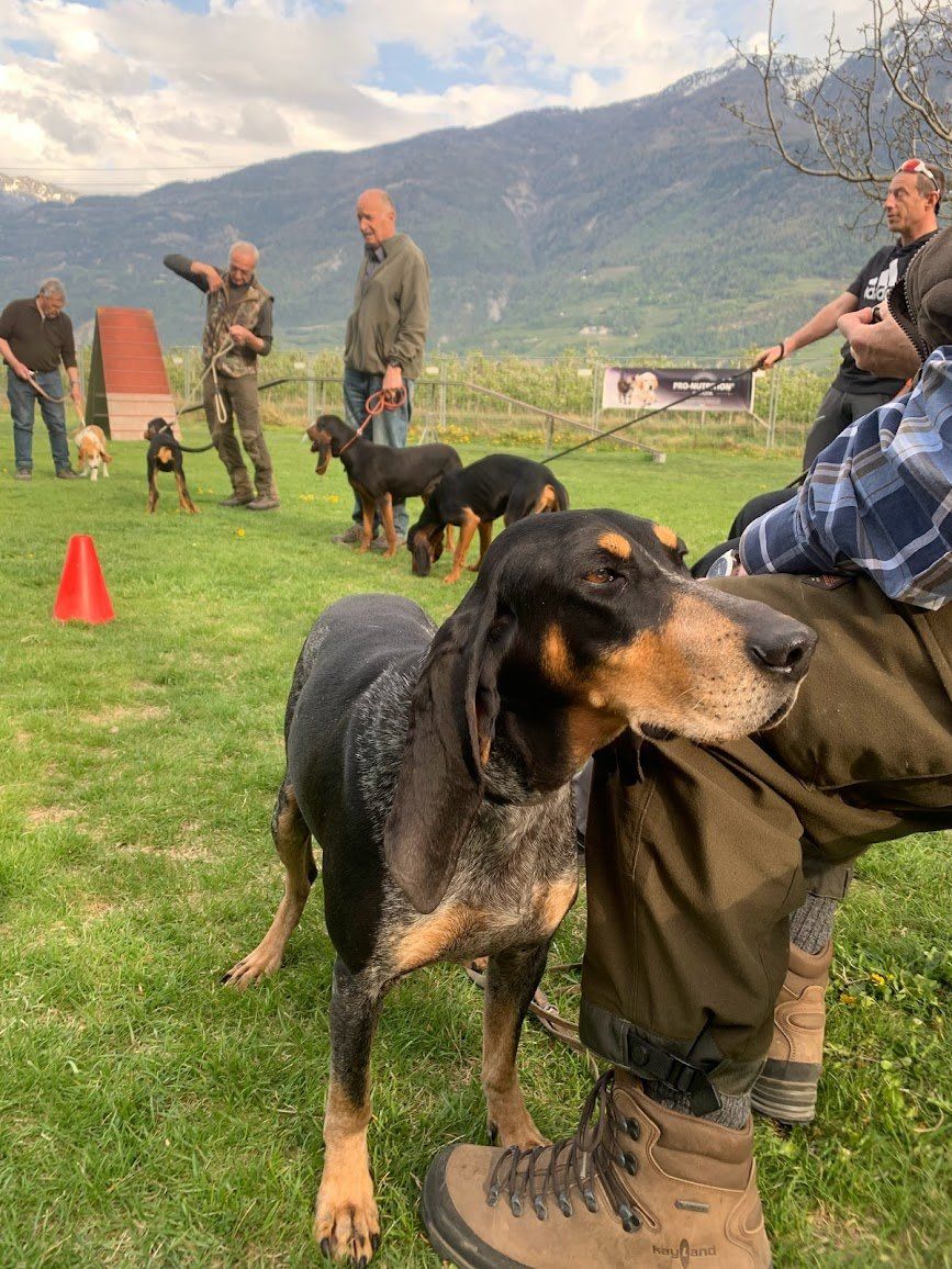 Groupement romand du club suisse du chien courant