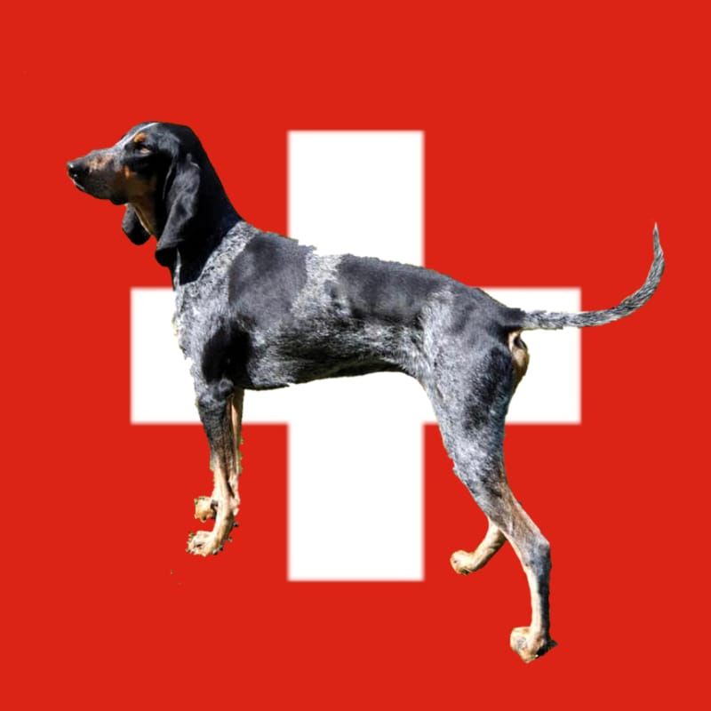 Groupement romand du club suisse du chien courant