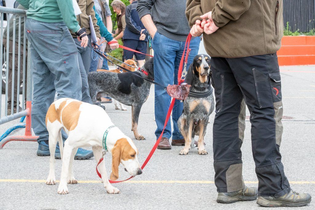 Groupement romand du club suisse du chien courant