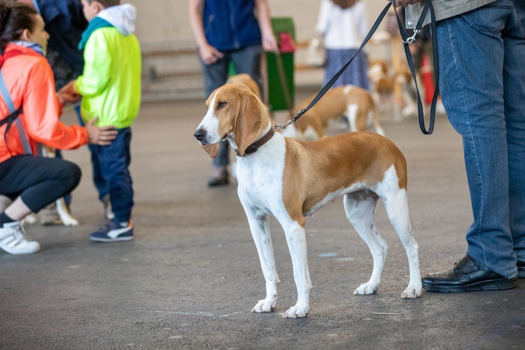 Groupement romand du club suisse du chien courant