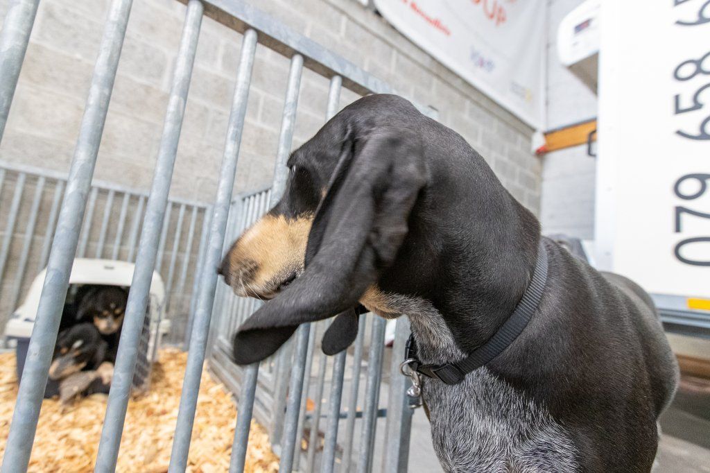 Groupement romand du club suisse du chien courant