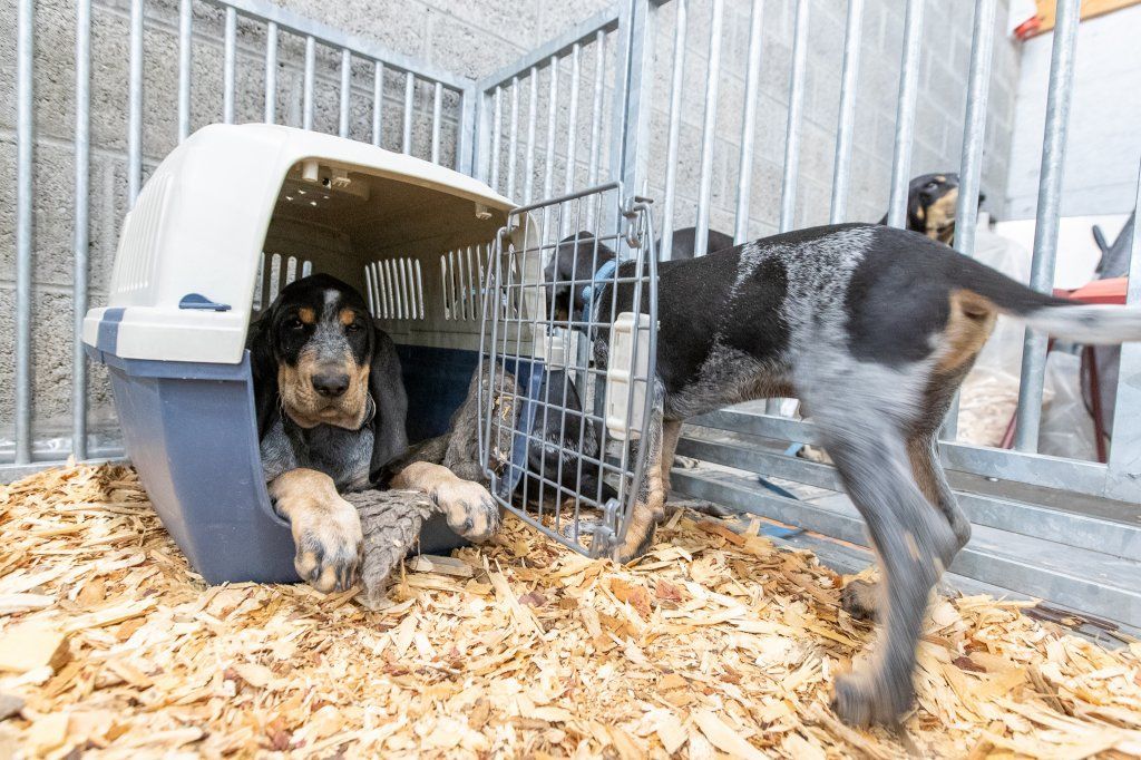 Groupement romand du club suisse du chien courant