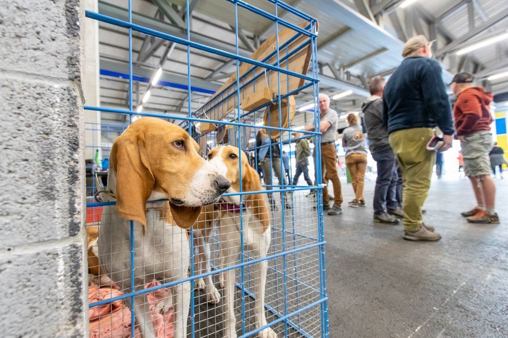 Groupement romand du club suisse du chien courant