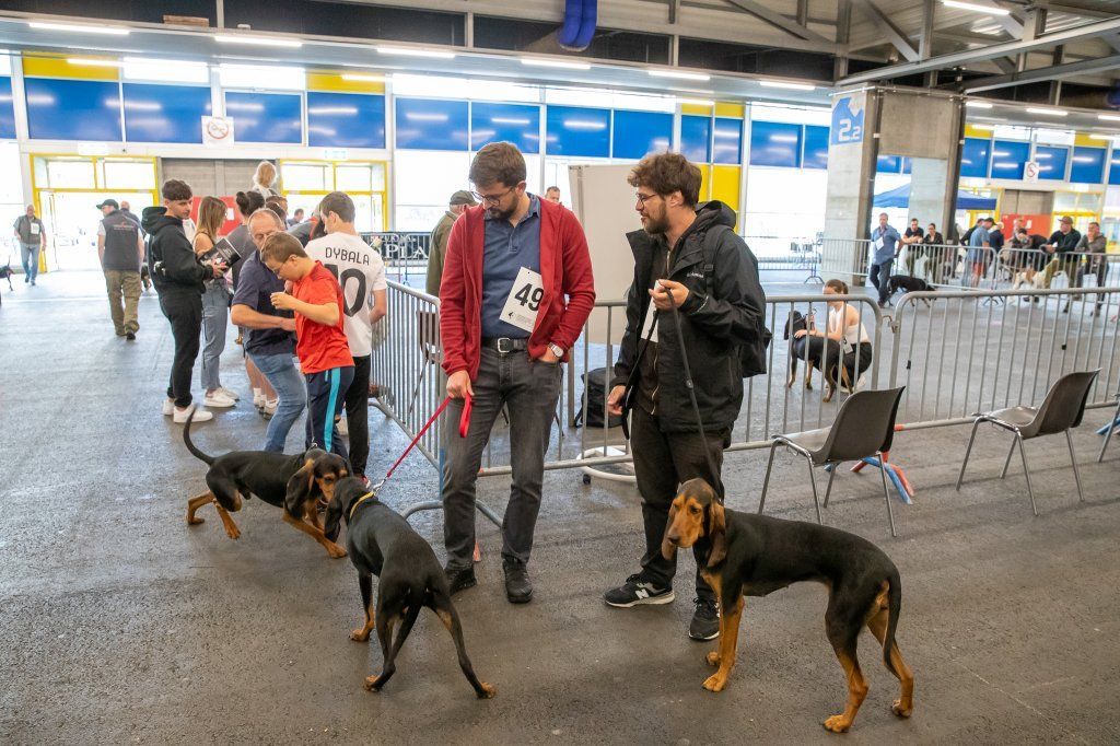 Groupement romand du club suisse du chien courant