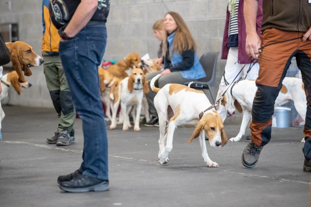 Groupement romand du club suisse du chien courant