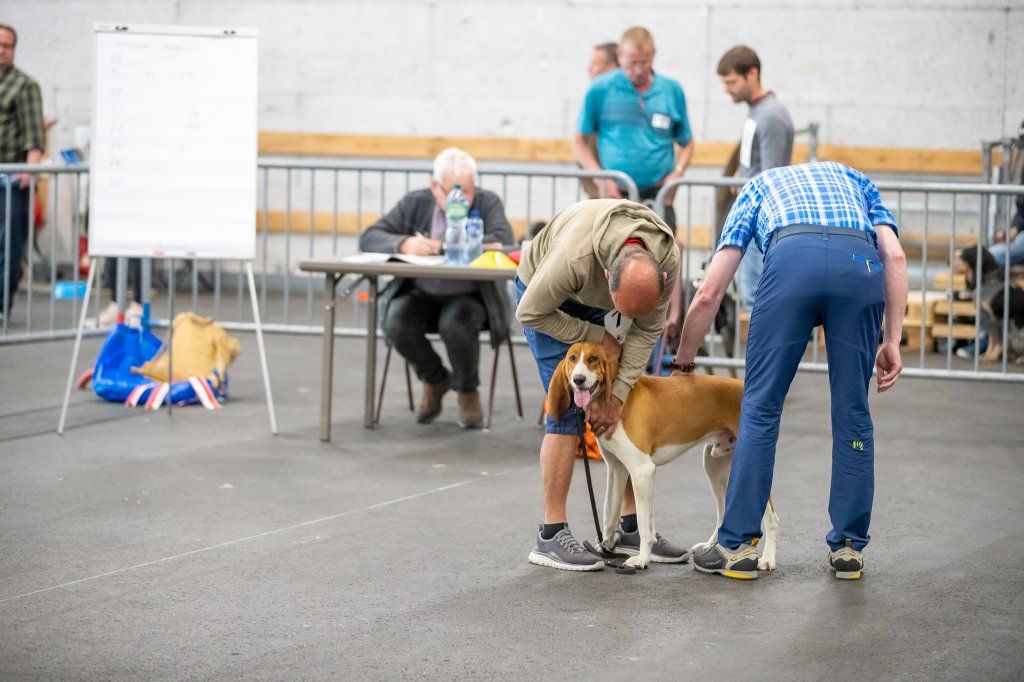 Groupement romand du club suisse du chien courant