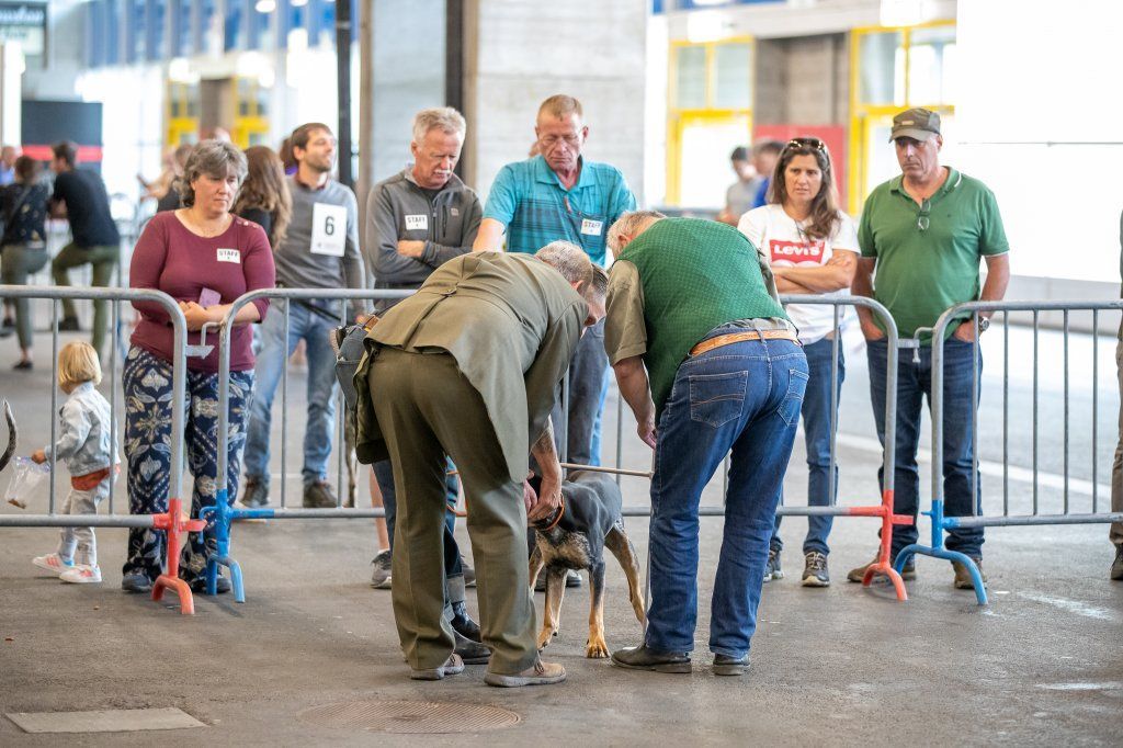 Groupement romand du club suisse du chien courant