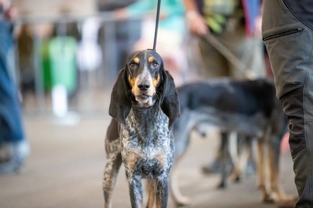 Groupement romand du club suisse du chien courant