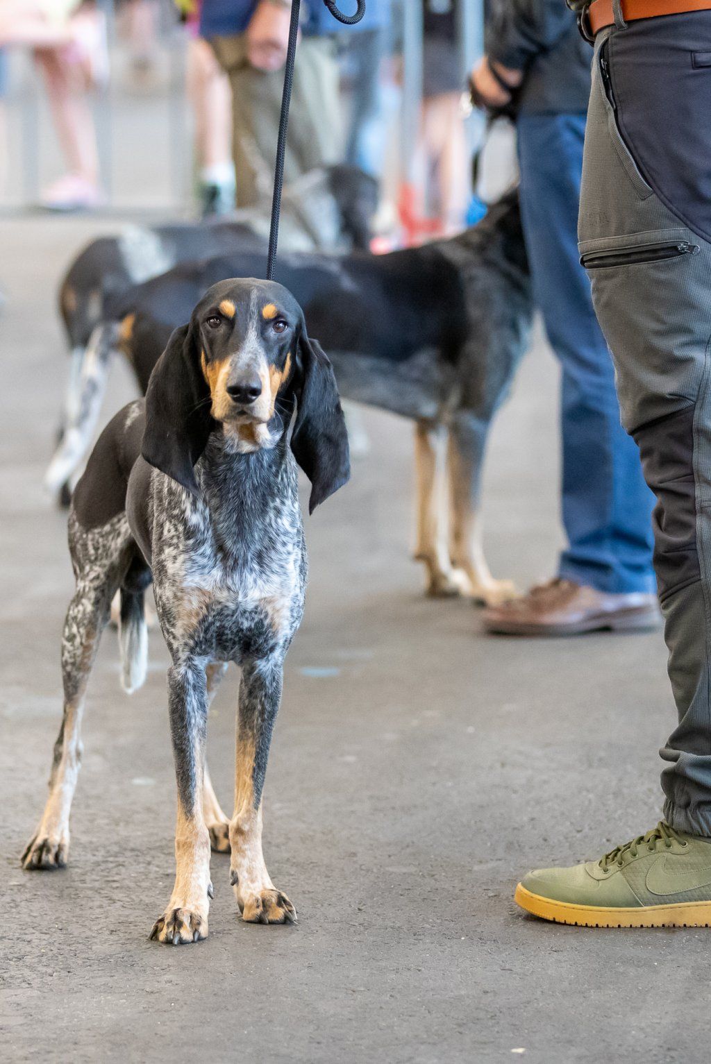 Groupement romand du club suisse du chien courant