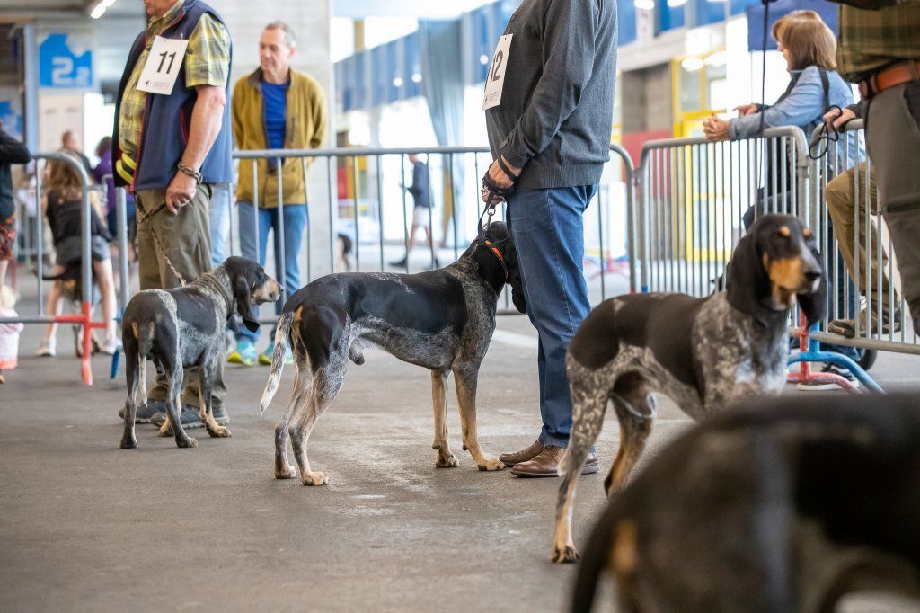 Groupement romand du club suisse du chien courant