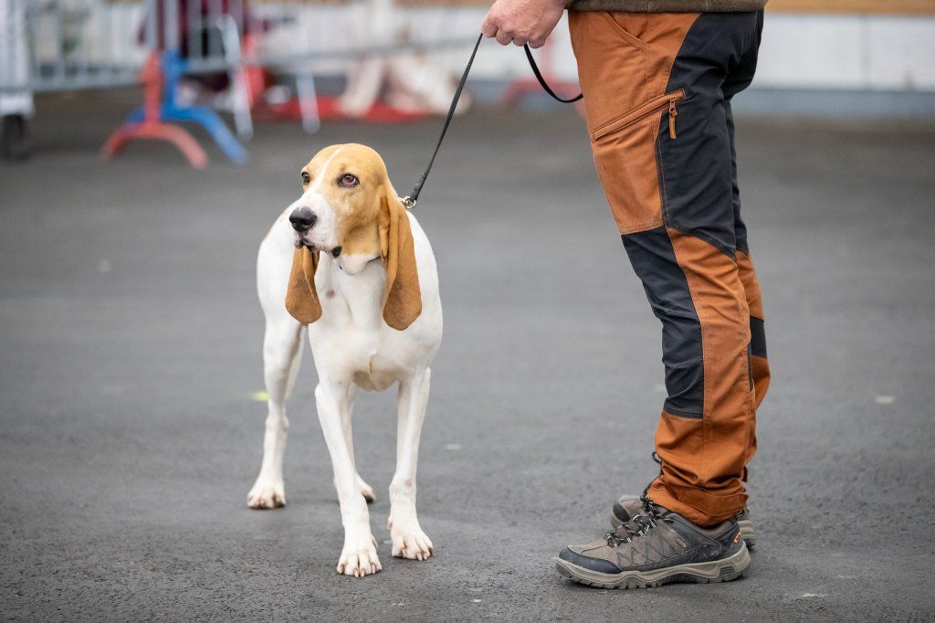 Groupement romand du club suisse du chien courant