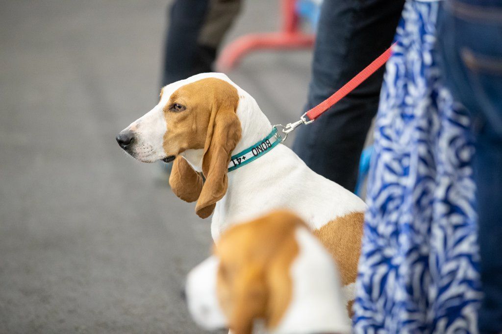 Groupement romand du club suisse du chien courant