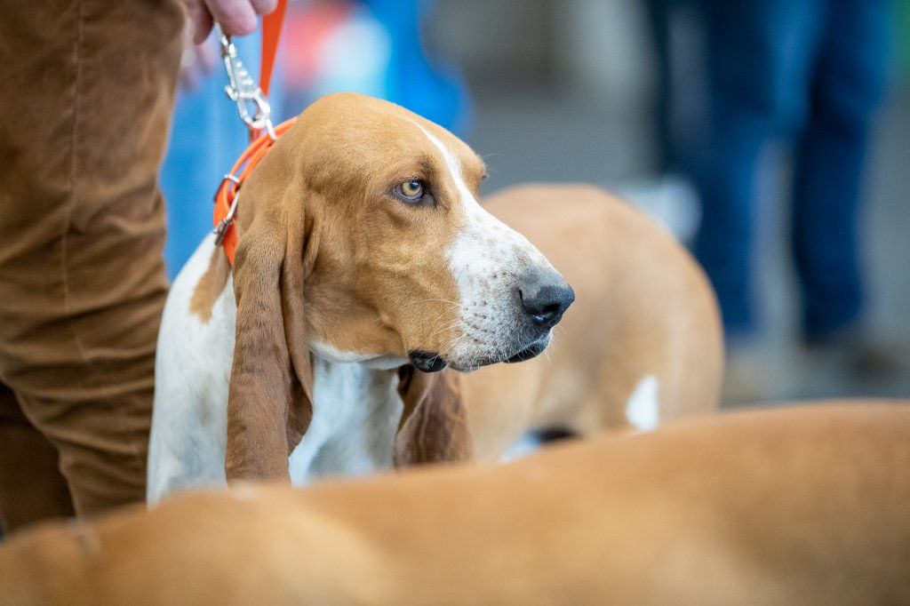 Groupement romand du club suisse du chien courant