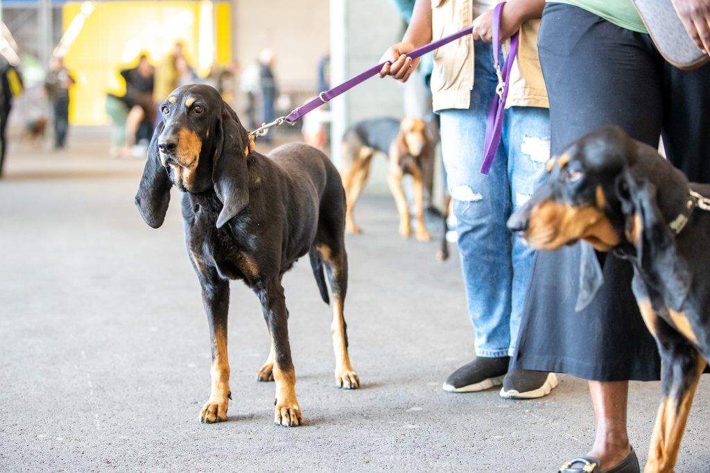 Groupement romand du club suisse du chien courant